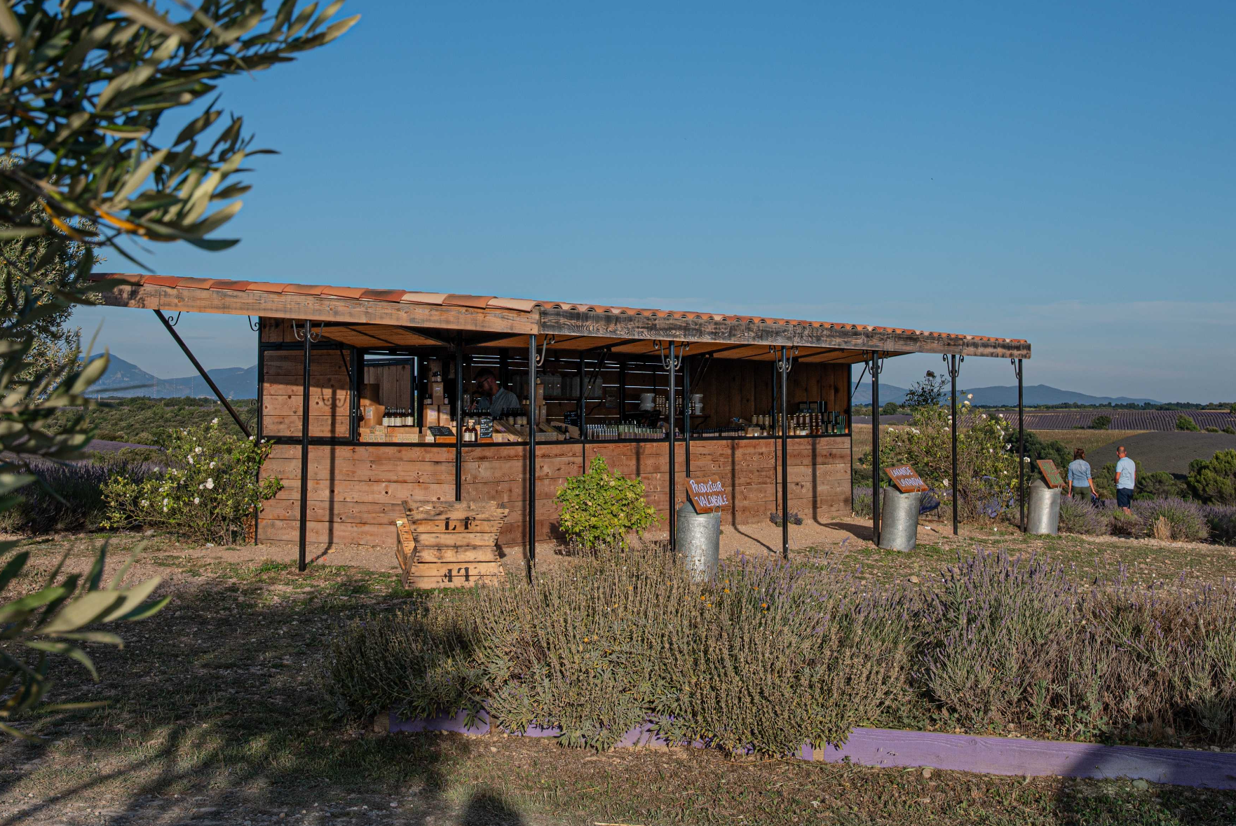 Lavande Bio Berenger - stand plein air